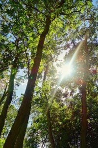 light shining through trees in forest